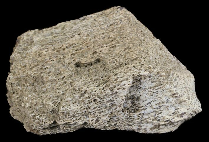 Mosasaur Bone Section - Montana #71269